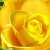 2465730-7269bc25[1]