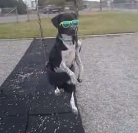 some_of_the_best_gifs_of_mans_best_friend_14