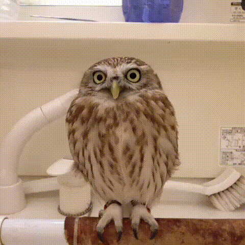 сова