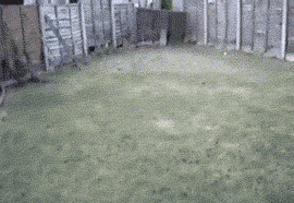 попавшему в беду лисенку