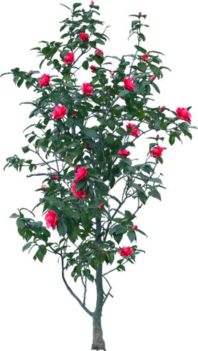 4302527.1png