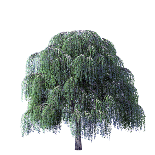 15054631.1png