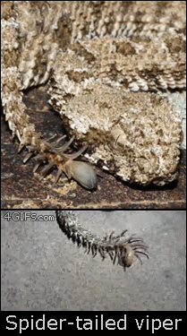 на хвосте этой гадюки выглядит