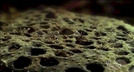 вілупление