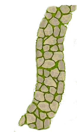 дорожка 5 букв