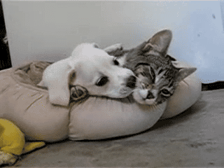 gifs_23 (14)