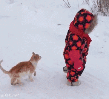 -котэ-живность-дети-2648493