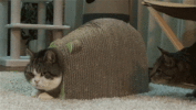 177x100_111111111_yapfiles.ru