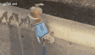 gif-собака-удалённое-837891