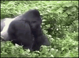 Gorilla_drags_ohshi