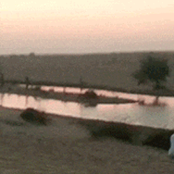 гепард