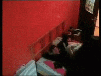 ArcticSplendidBlacklemur