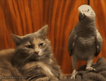 gifs_14