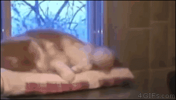 Cat-slides-off-cabinet