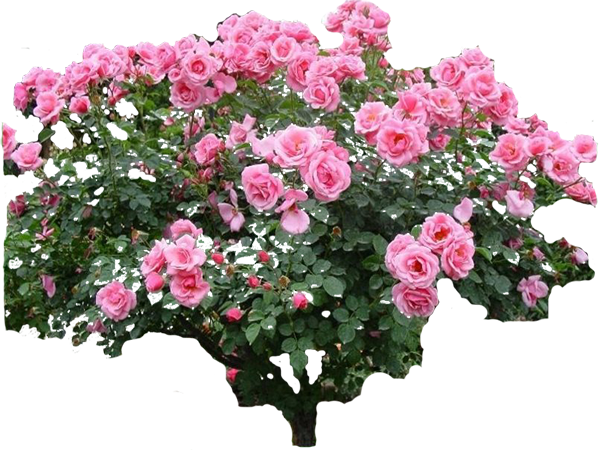 rosa