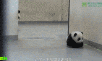 _panda