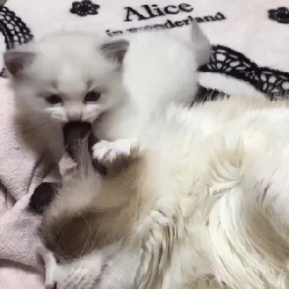 Кошка