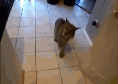 ни петомиц !