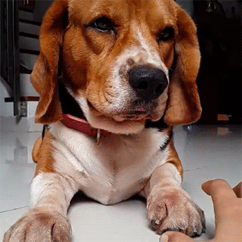 -живность-гифки-милота-2718598