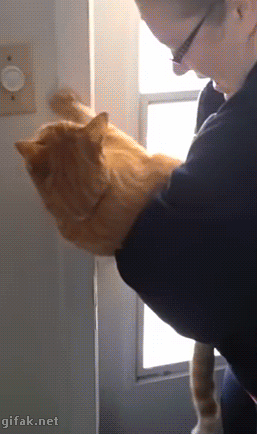 -котэ-песочница-2741380