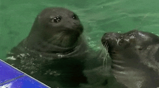 -нерпа-гифка-2751384.jpeg