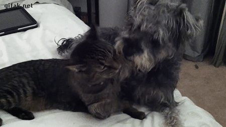 tumblr_nzkcp4JTyH1ukldkho1_500