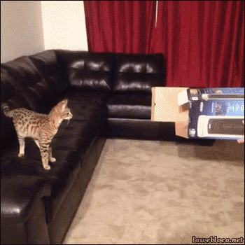 gifki-s-zhivotnymi_012