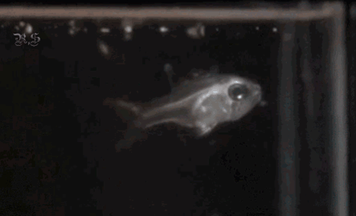 tumblr_nb6quqnoMD1tpmgf1o1_500