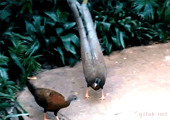 tumblr_nrp4lzvtaa1s2yegdo1_400