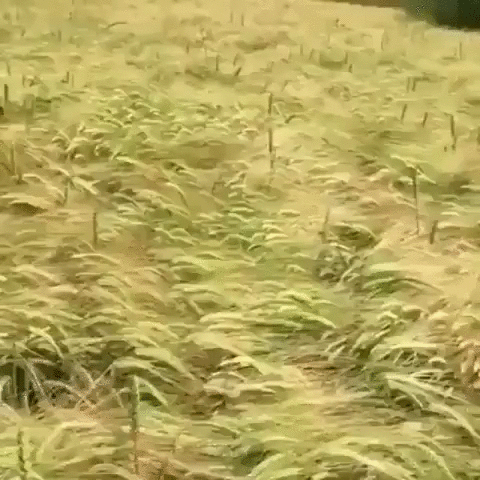 Commander_we_39_ve_discovered_a_submarine