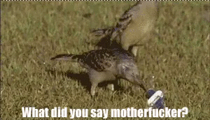 CZFeffXUsAU6Zmk