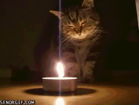 cat-playing-with-fire