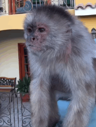 Monkey