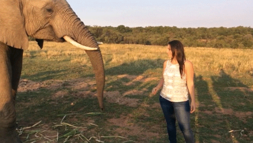 -слон-поцелуй-2826195