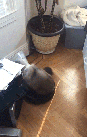 кот