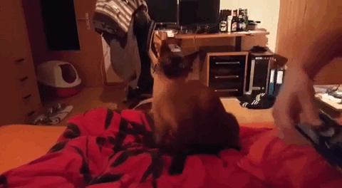 -котэ-смекалка-котопес-2843058