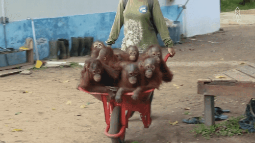 monkey_yapfiles.ru