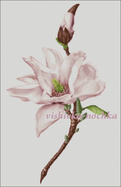 Magnolia1