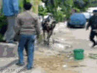 1267112279_1260987105_1260445340_bruce_lee_cow