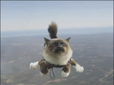 skydiving-cat