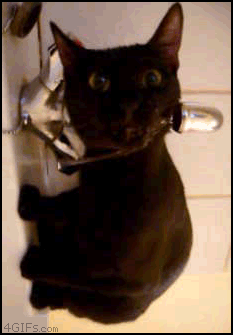 Cat_drinking_sink