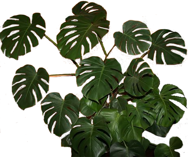monstera