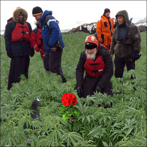 patriarh_i_pingvini_02