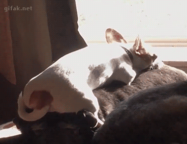 tumblr_o2u5i1hgDW1ukldkho1_400