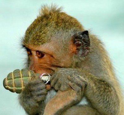 monkey