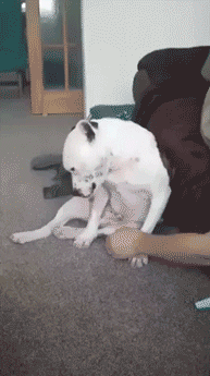 -собака-продолжай-2863899