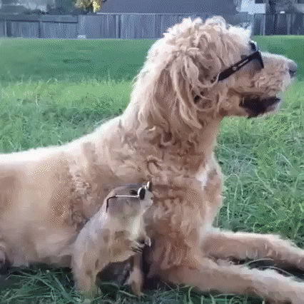 -живность-2893855