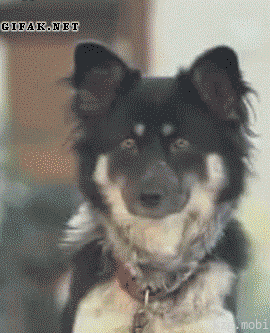 473f9128014a21472365da87ba7