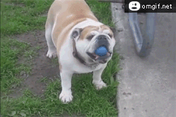 dog-playing-with-ball