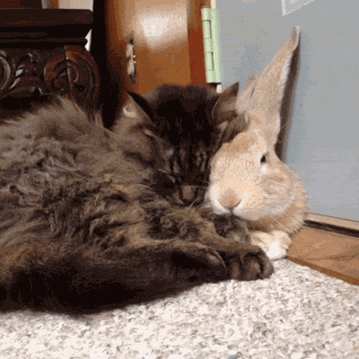 09-funny-gif-180-cat-and-bunny